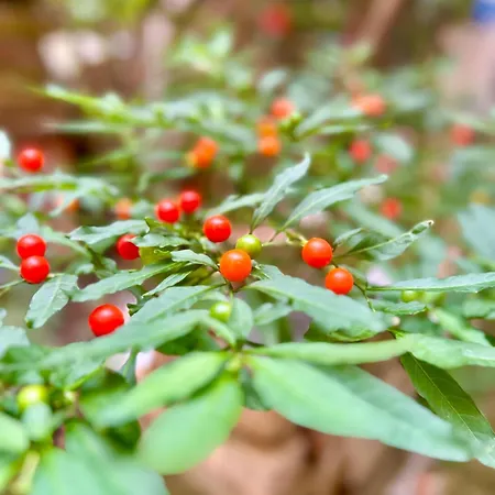 Apartamento Zar 9 Trieste